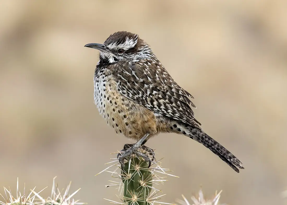 Far Northeast Heights, Albuquerque area